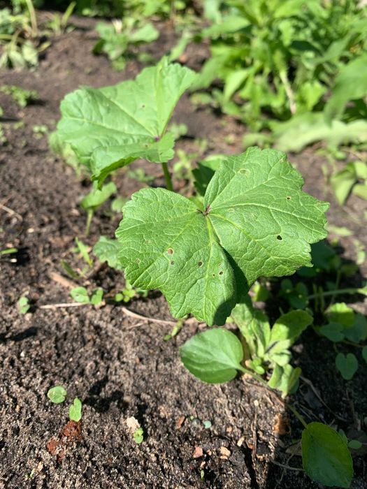 Piękna fioletowa malwa ozdobna jadalna lecznicza miododajna prawoślaz