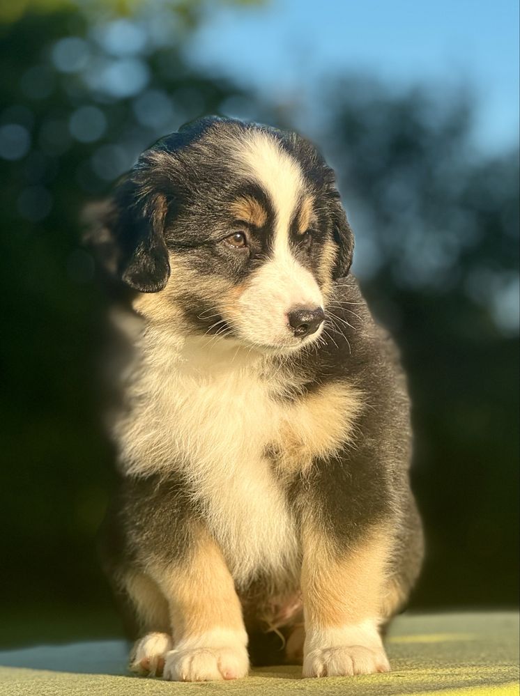 Amerykański owczarek miniaturowy- MAS - Mini Aussie- piesek FCI
