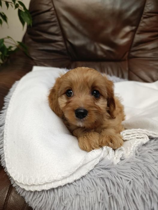 #suczka Cavapoo #