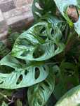 Monstera Adansonii - cuttings
