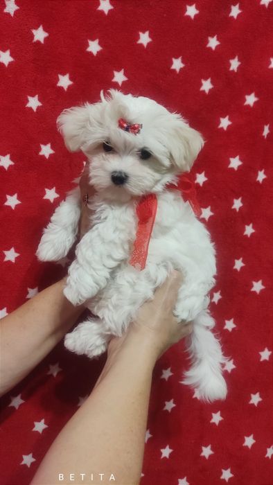 Śliczna sunia maltańczyk z rodowodem szuka kochającej rodziny