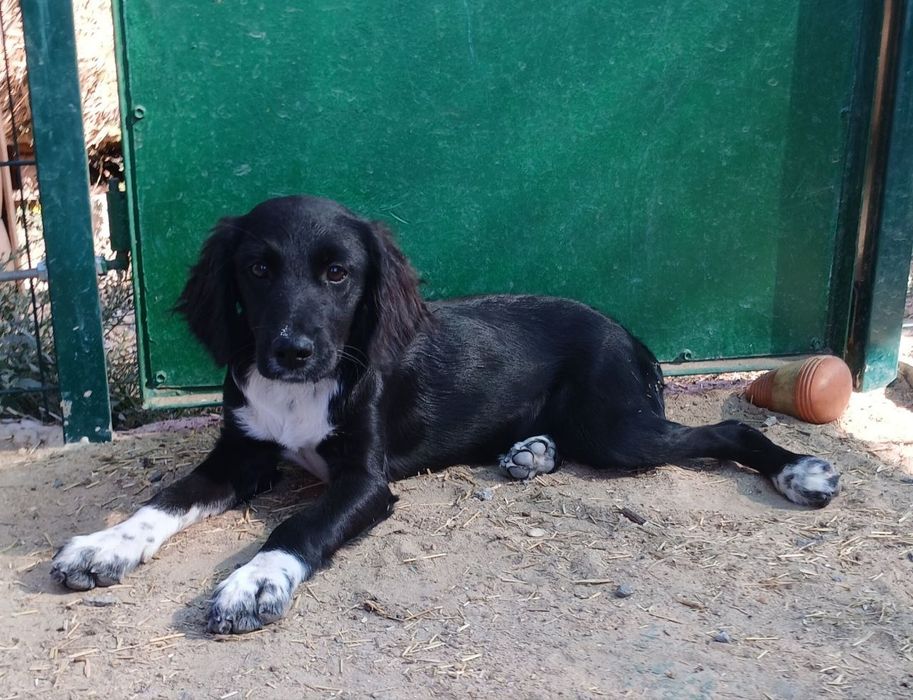 Отдам даром в добрые руки щенка метис спаниеля