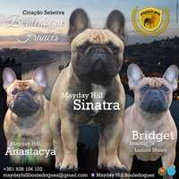 Criação seletiva de Bouledogues / bulldog  Francês