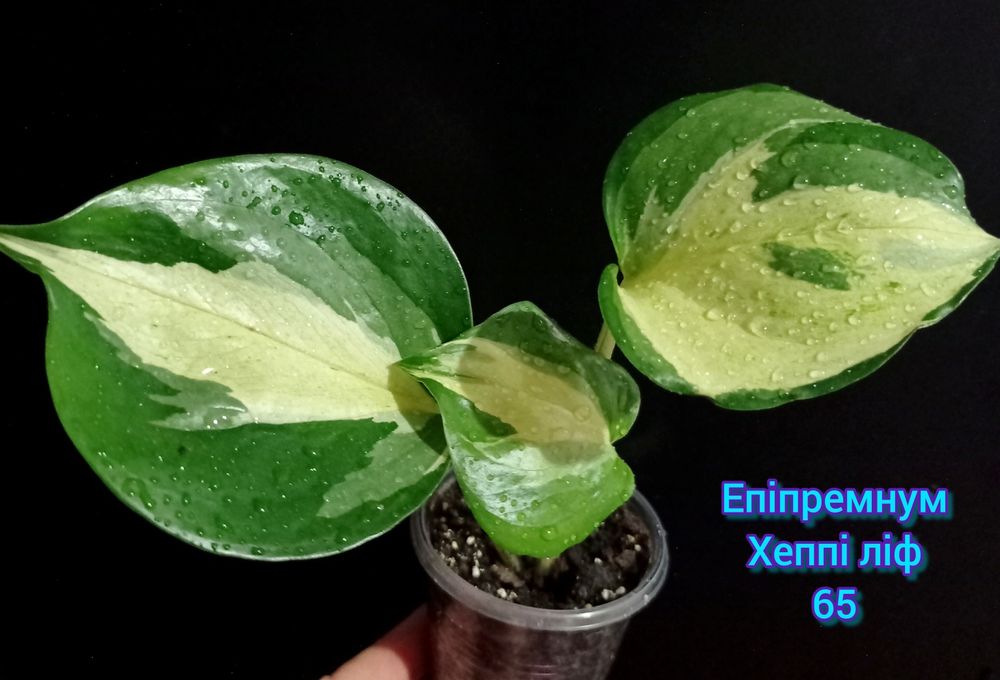 Фікус Диверсифолія вар., епіпремнум, сингоніуми, монстера