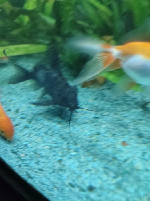 Сомик-перевёртыш[1] (лат. Synodontis nigriventris) —