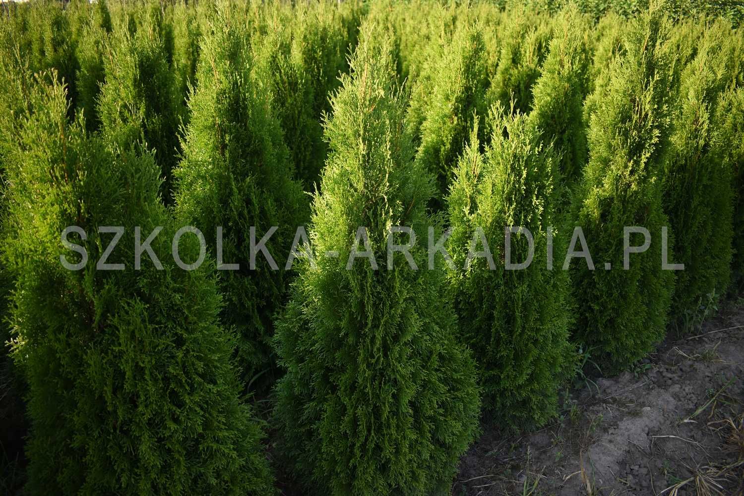 Thuja Smaragd 140cm-180cm Szmaragd Tuja, Żywotnik zachodni, szerokie