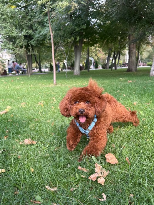 Вязка. Общительный и милый той пудель ищет невесту