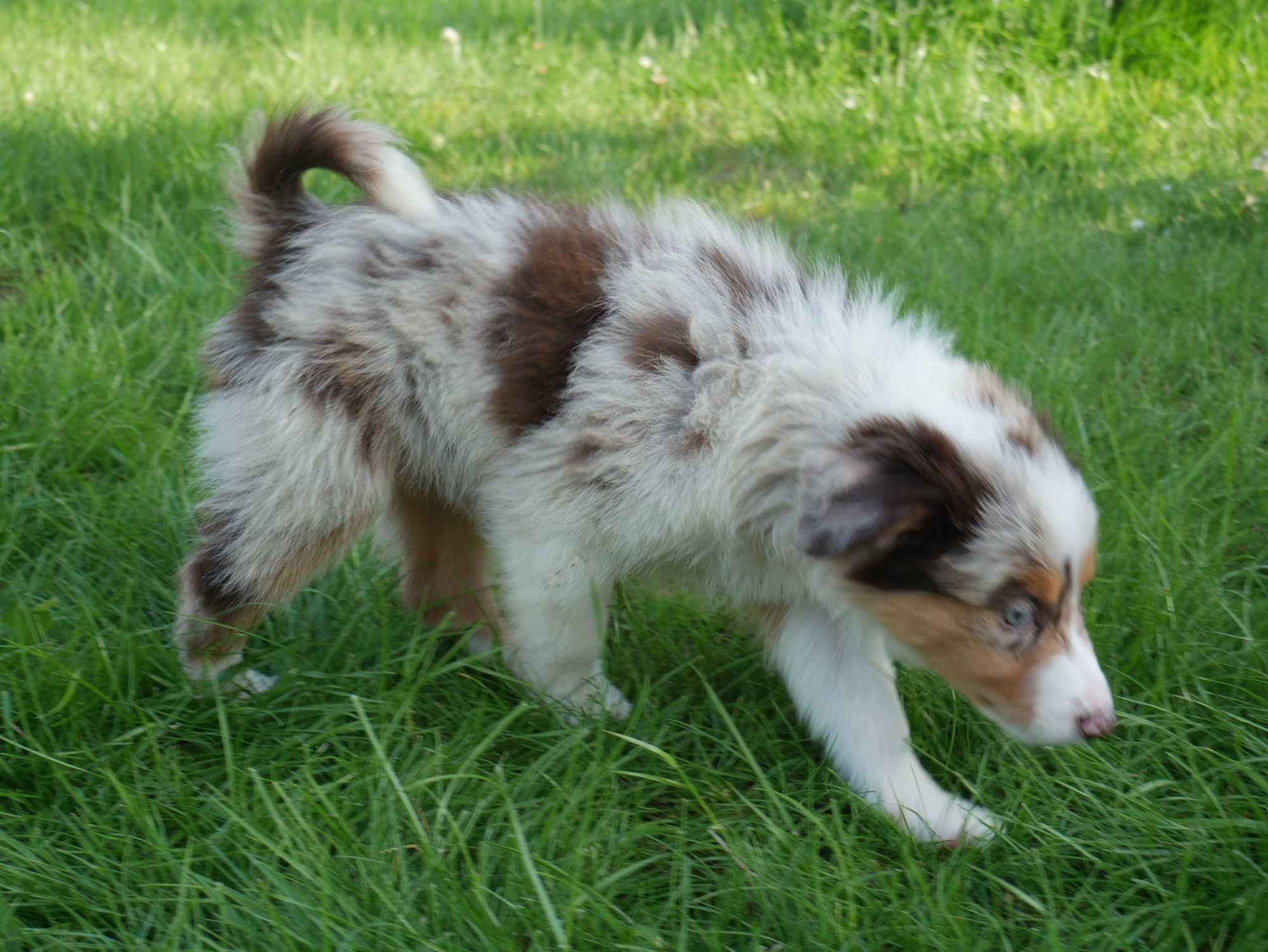 Border collie -  Merle Tri Color