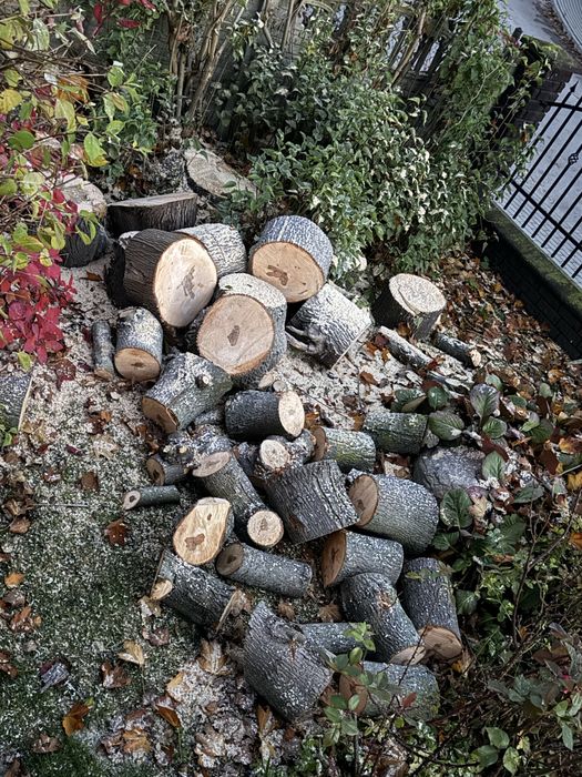 Drzewo opalowe - Brzoza, Świerk, Orzech Wloski, Klon