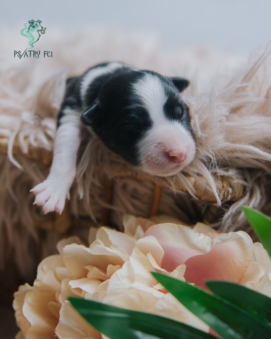 Psiatry FCI Border Collie suczka czarno biała