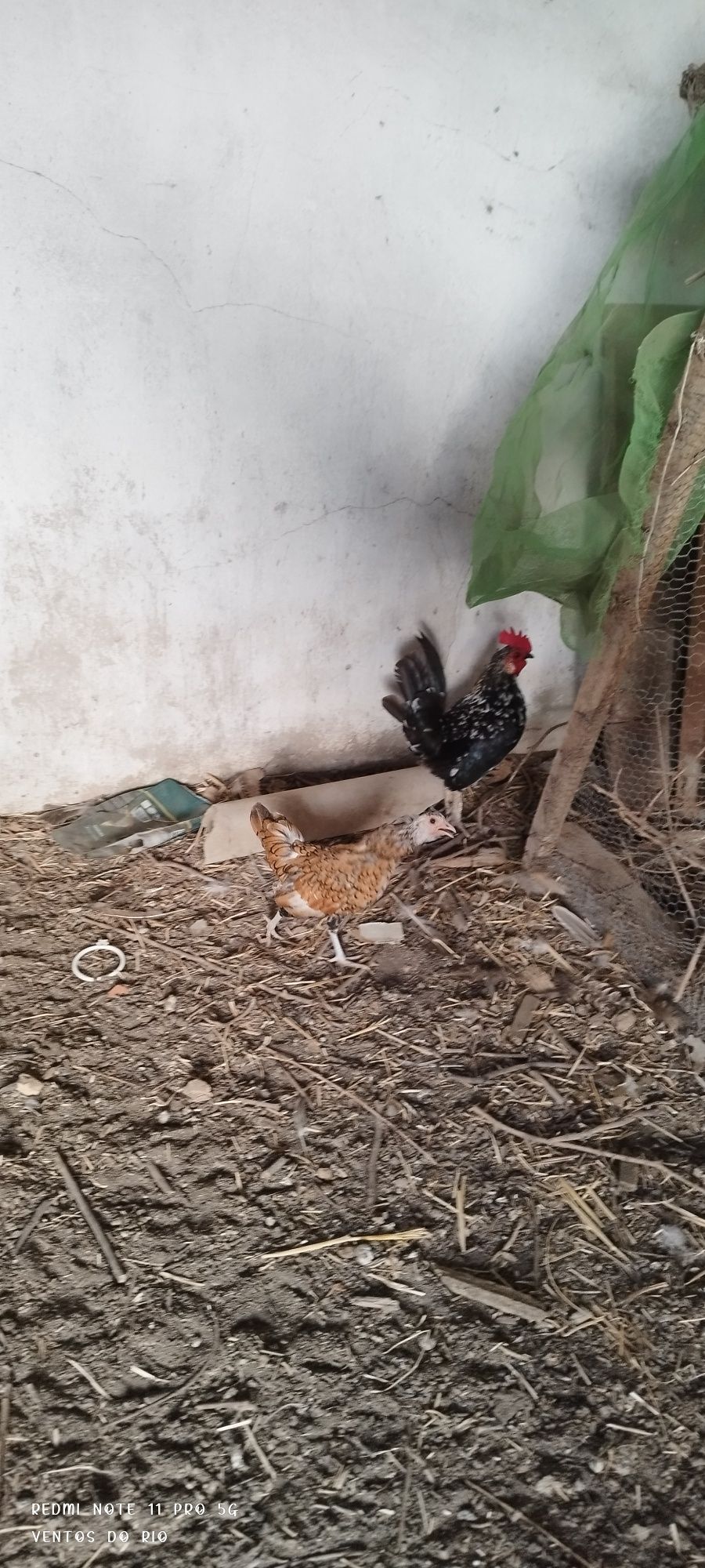 Pavões e outros animais