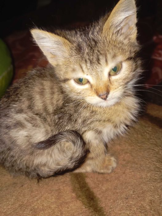 КОШЕНЯТА  чистокровні Шотландці