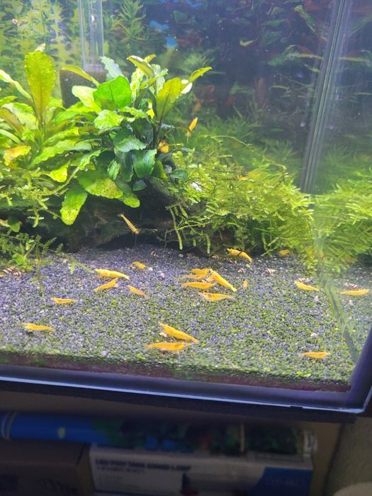 Krewetki neocaridina orange