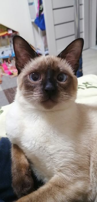 В'язка! Сіамська кішка шукає сіамського кота