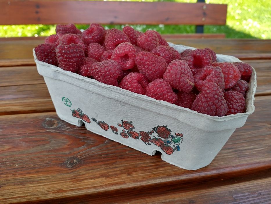 Sadzonki maliny letniej
