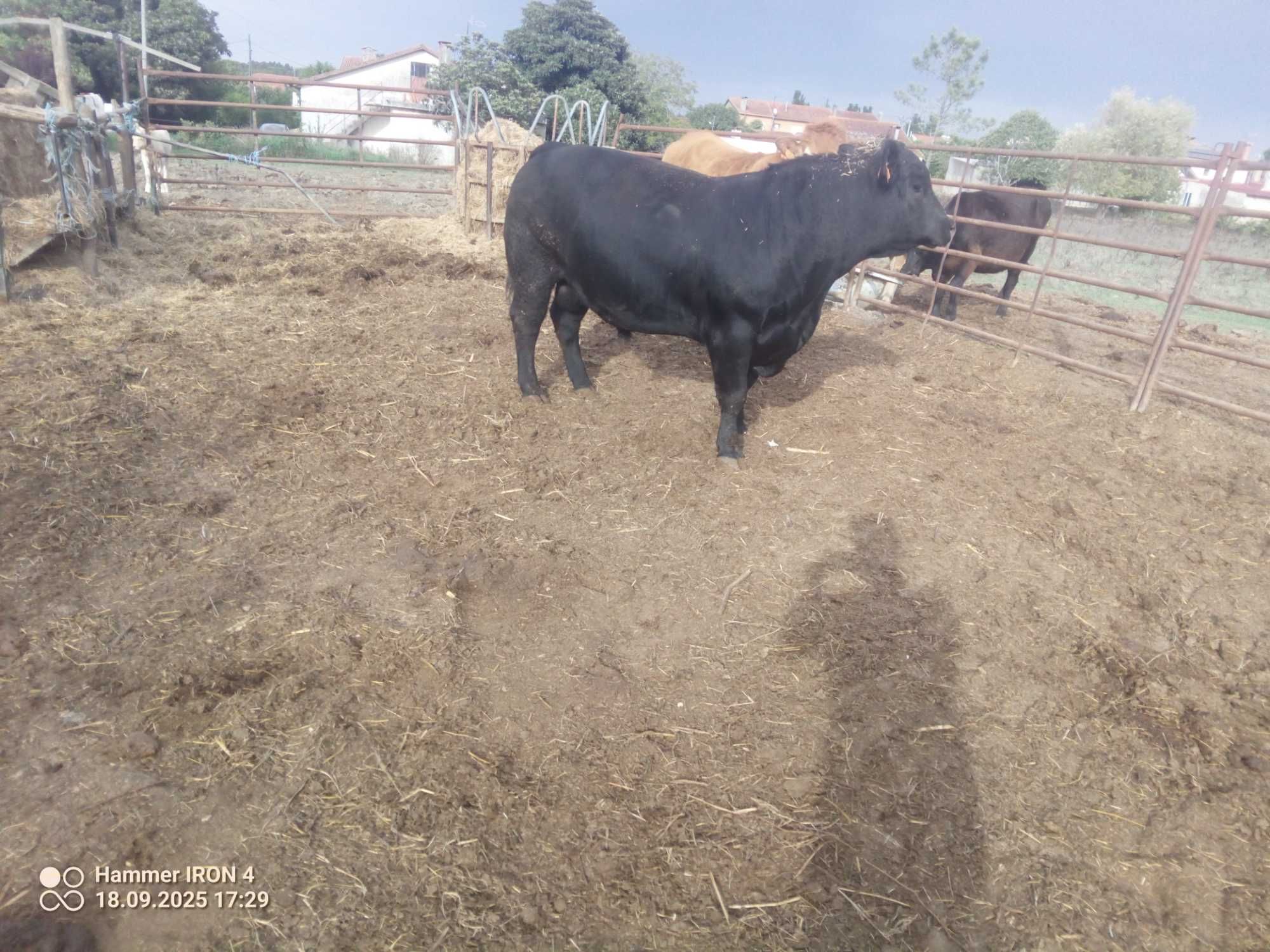 Angus puro inscrito no livro