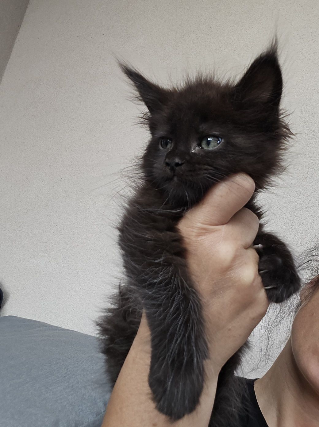 Mainecoon Kocurek czarny ze srebrem Felis Polonia