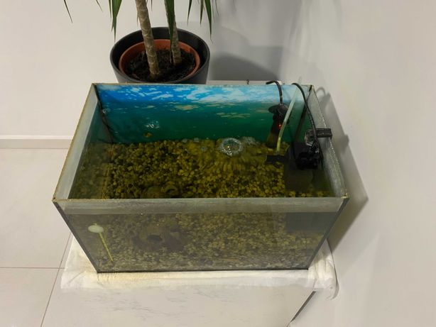 akwarium 25L kompletne grzałka filtr termometr kamyki tło rybki pokarm