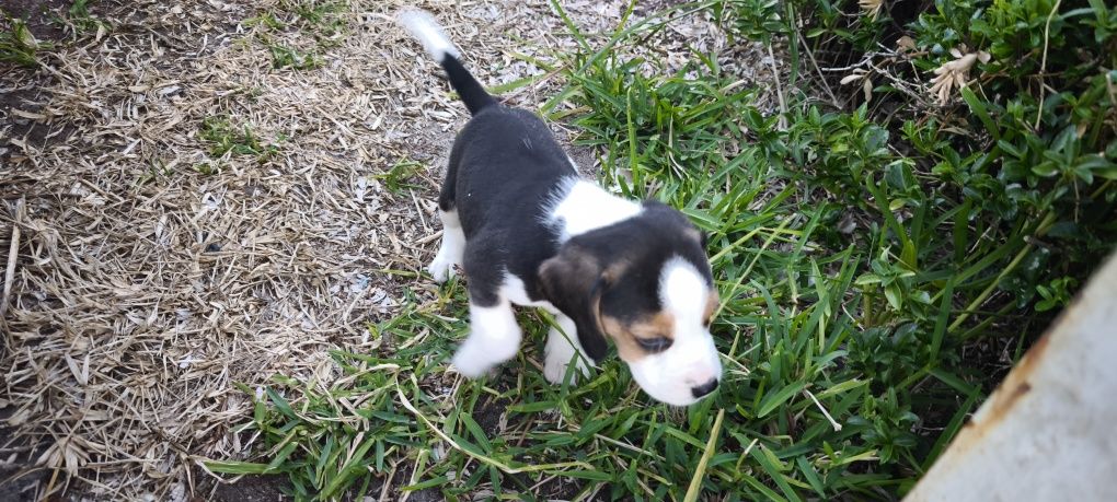 beagle criado em ambiente familiar disponível para entrega imediata d