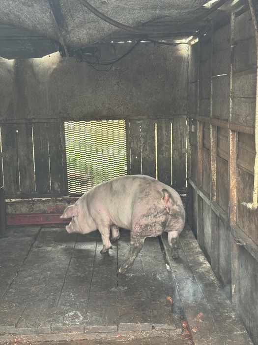 Свині продаж ГАРНІ МЯСНІ