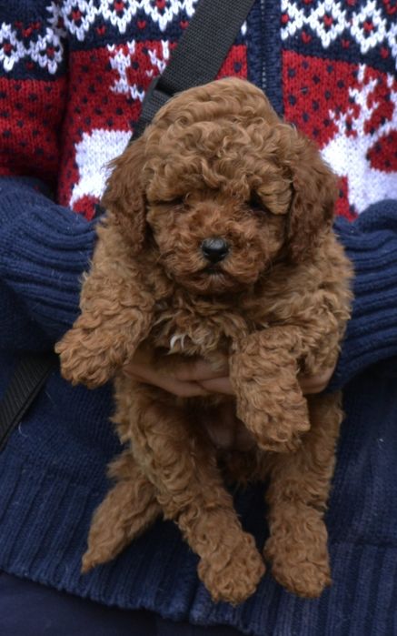 Красавчік.    той пуделЬ Ред браун