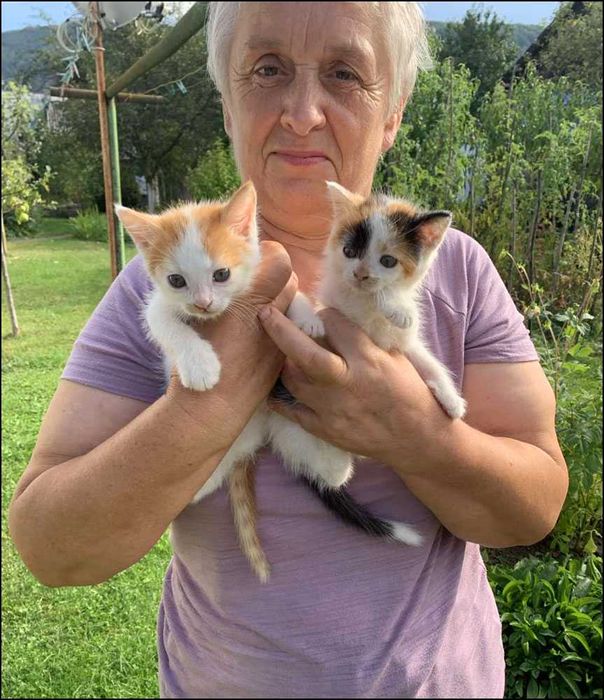 Віддам у добрі руки руденьких кошенят! (м. Косів)