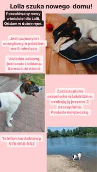 Piesek Lolla do adopcji szuka nowy dom