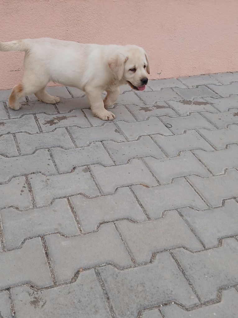 Labrador Retriever amarelo Lop e Afixo