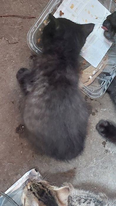 Oddam małe 3 koty i 3 kotki