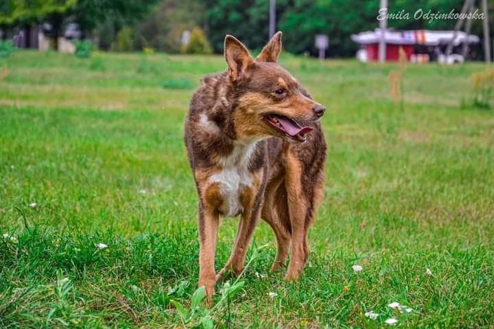 Piękny, czekoladowy lisek całe życie szuka nowego Domku!