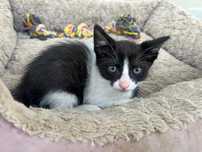 Gatinho para adoção em Almancil