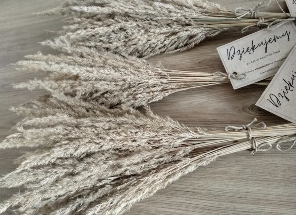 Suszona trawa trzcina boho pampasowa