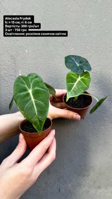 Alocasia Cuprea Red, Silver Dragon, Scalprum, Ninja, Amazonica Dwarf