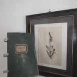 Herbarium secesyjne zabytkowe w ramie XIX