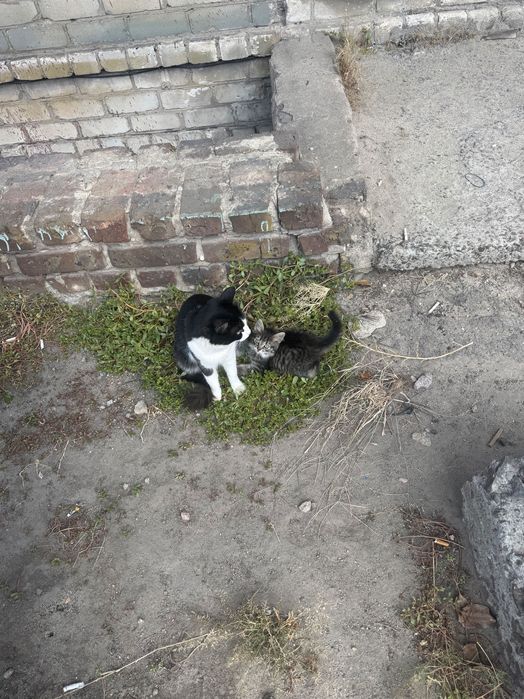 Отдам даром котенка