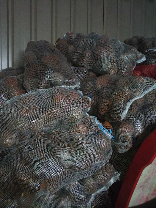 Venda de sacos de pinhas