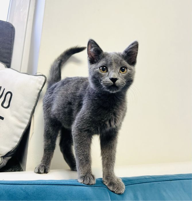 Гарненький хлопчик в добрі руки