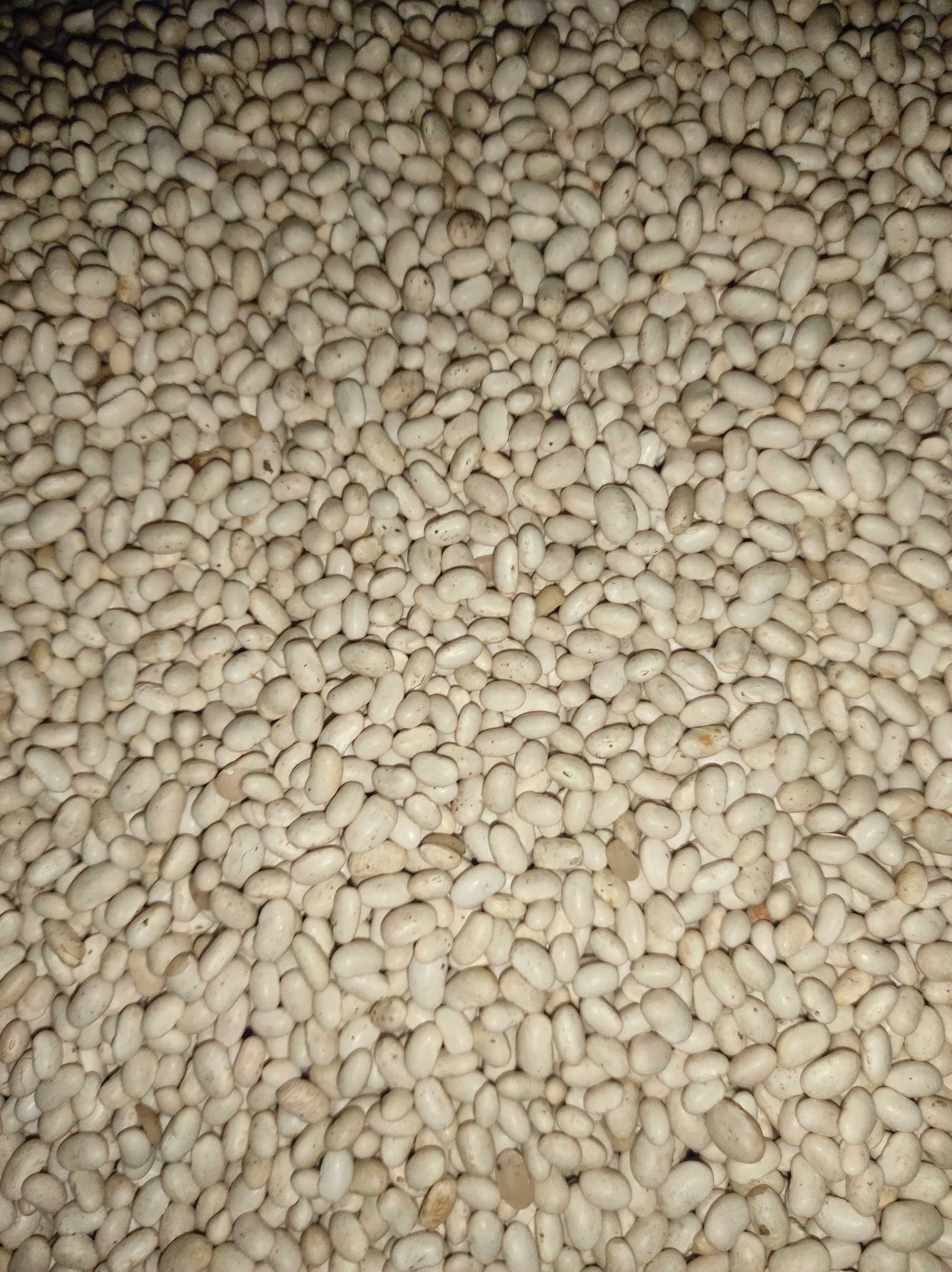Продам Квасолю (Фасолю)