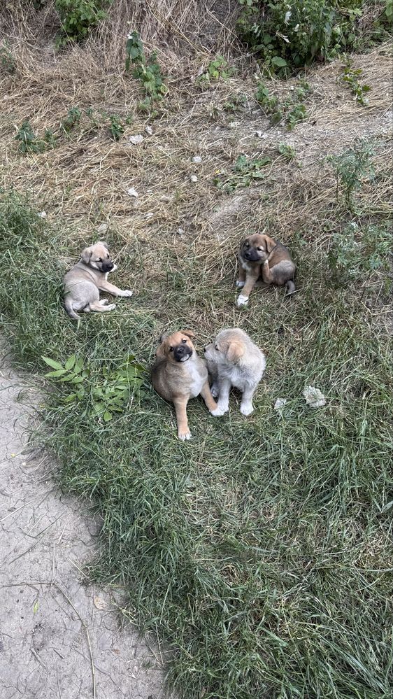 Цуценята (допоможіть знайти дім)