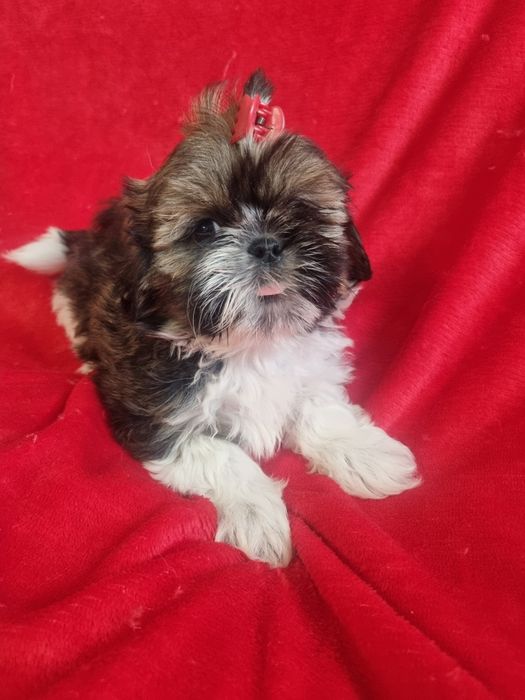 Shih-tzu śliczna mała sunia
