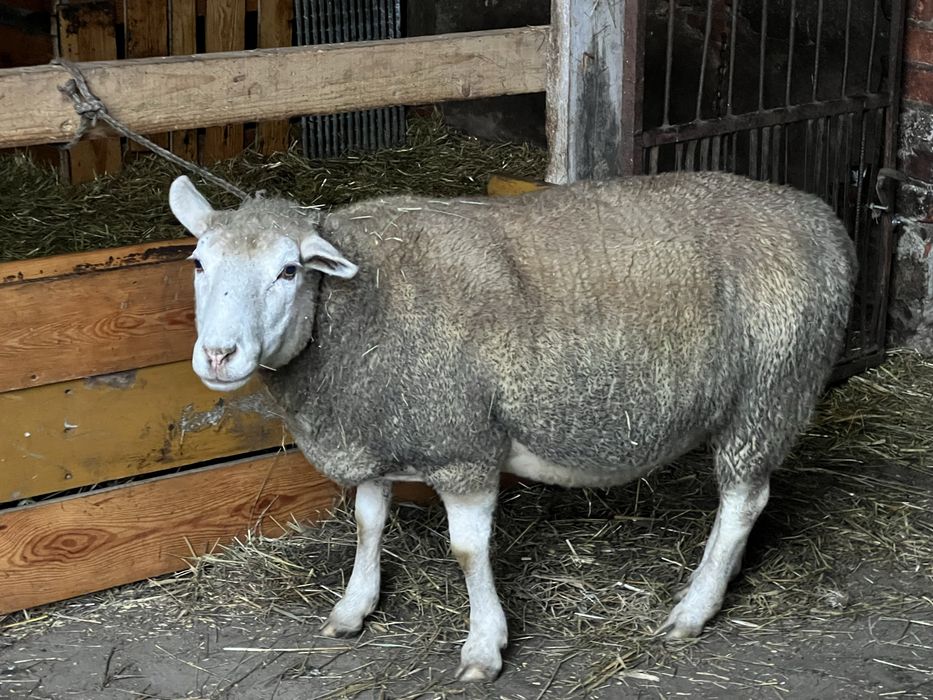 sprzedam owce miesna