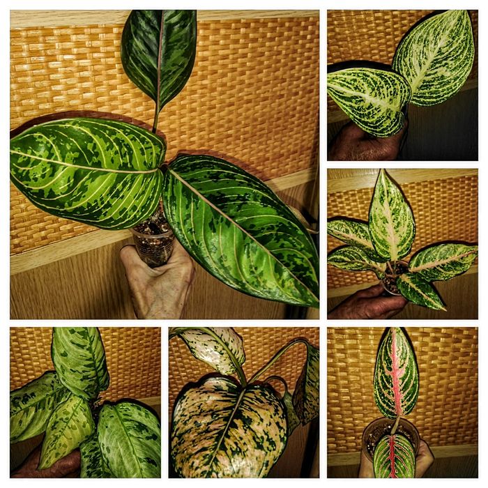 Продам аглаонеми різних сортів