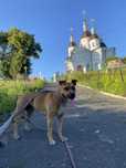 Стафордширський терʼєр