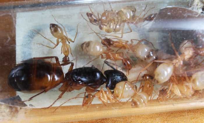 Мураши camponotus sanctus