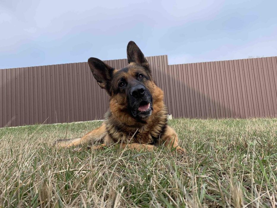 Пропоную для в'язки кобеля німецької вівчарки Київська обл.