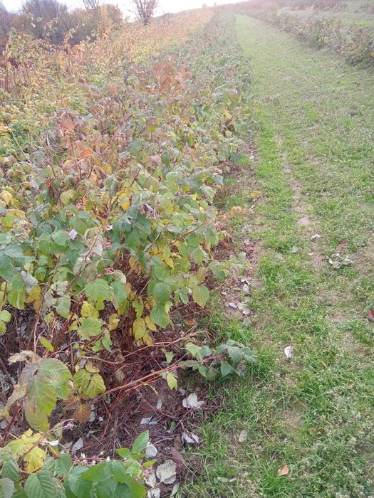 Malina jesienna polonez letnia tadmor , przechyba