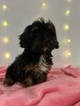 Maltipoo – urocza sunia szuka kochającego domu!