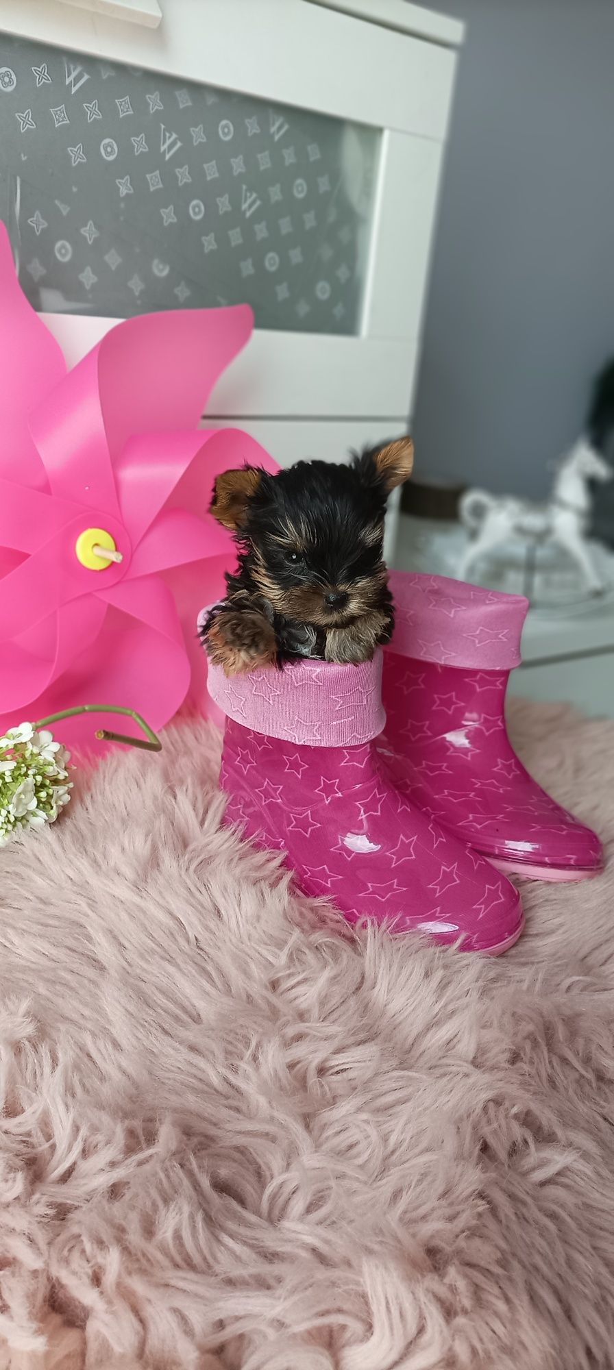 Micro piesek Yorkshire terrier york