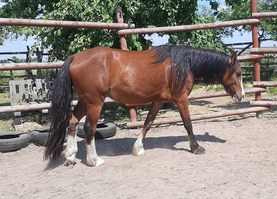 Klacz 1/2 irish gypsy cob wpis do ksiegi ICS Nederland