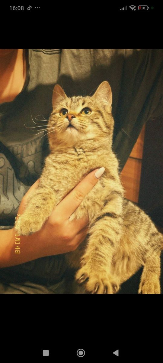Віддам котиків у добрі руки